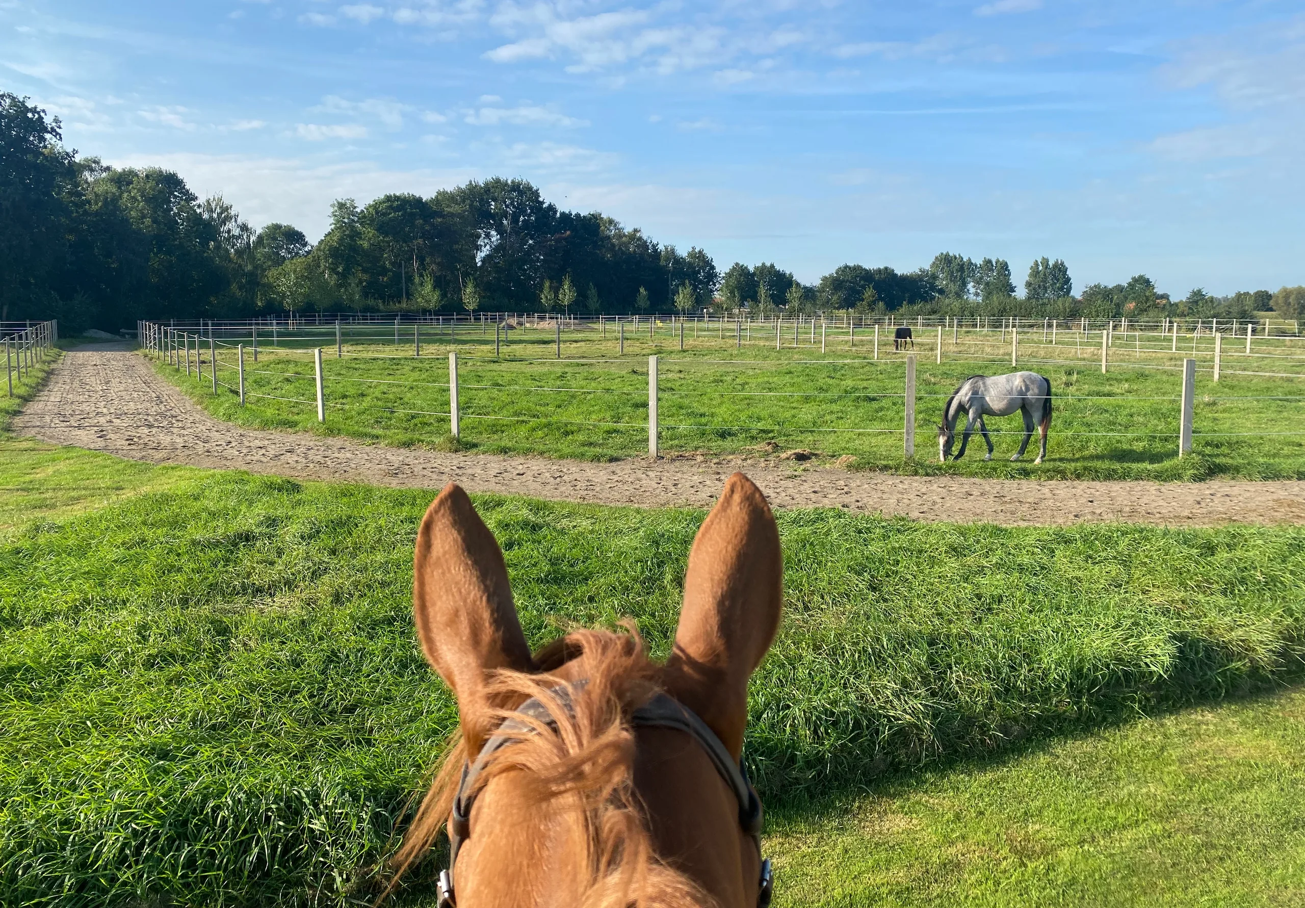 View between a horse's ears over the paddocks of 'T Merehof
